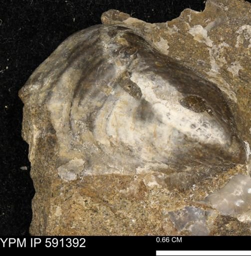Tenuipteria fibrosa
