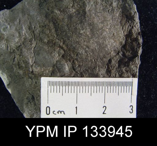 Stropheodonta perplana
