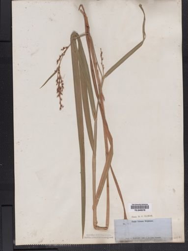 Scleria