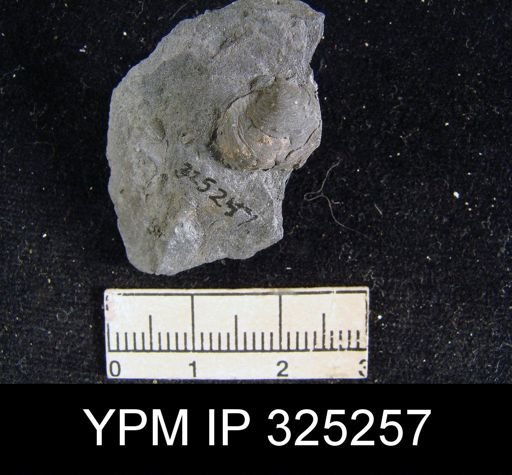 undet. Brachiopoda