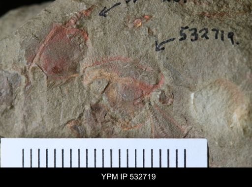 Chauvelicystis sp.