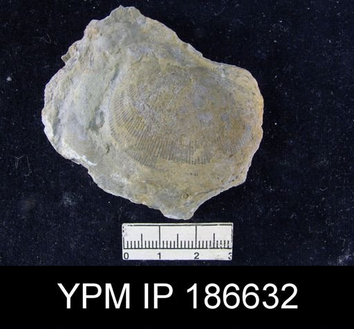 Derbyoides nebraskensis