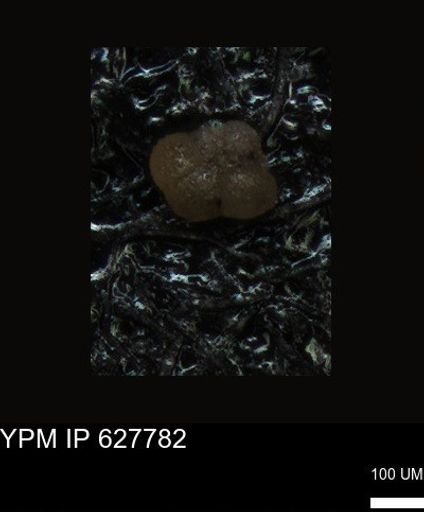 undet. Foraminiferida