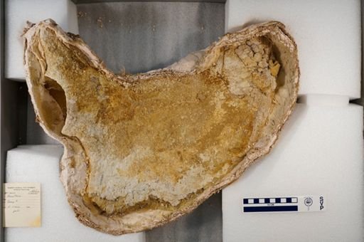 Arsinoitherium sp.