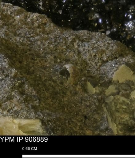 undet. Mollusca