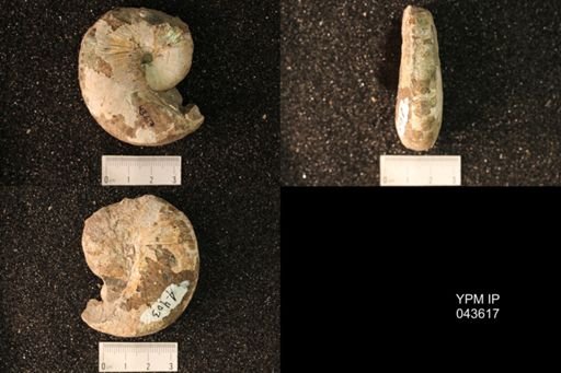 Hoploscaphites nicolletii