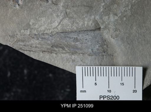 undet. Phyllocarida