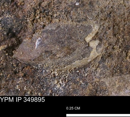 undet. Mollusca