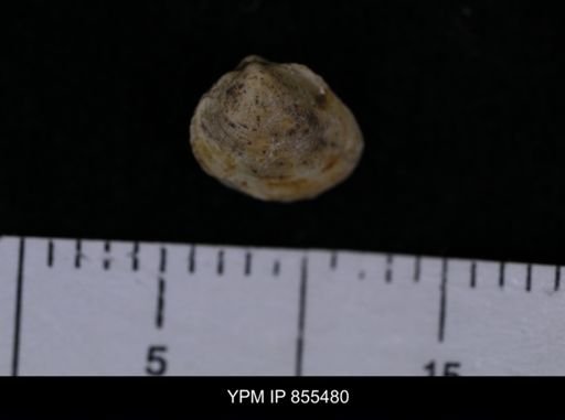 Limopsis striatopunctatus