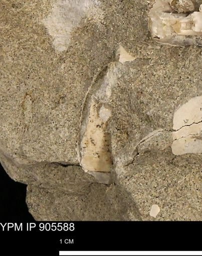 undet. Mollusca
