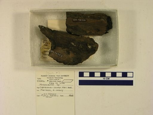 Mosasaurus maximus
