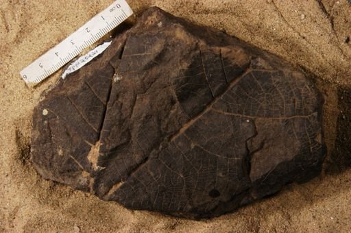 Aspidiophyllum trilobatum