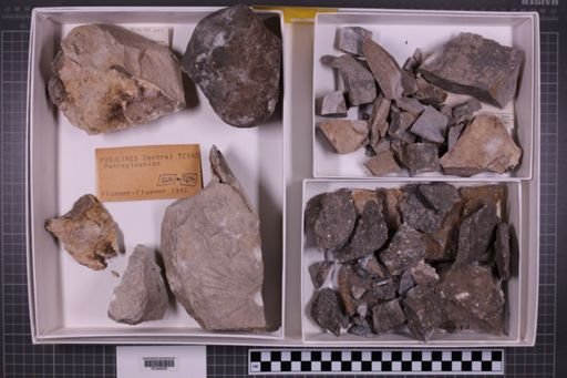 mixed taxa, stratigraphic collection