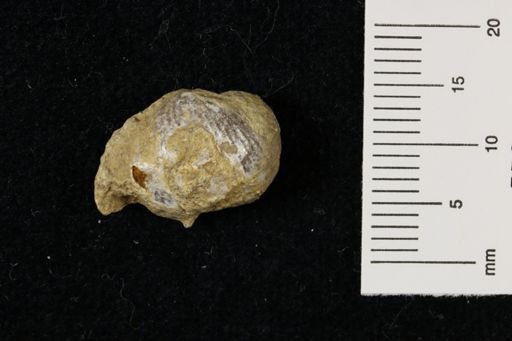 Marginifera wabashensis