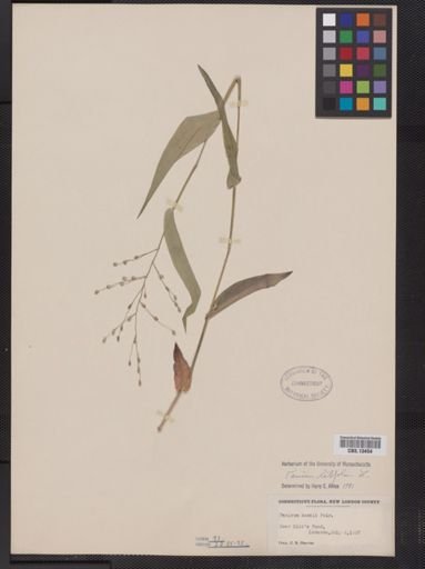 Panicum latifolium