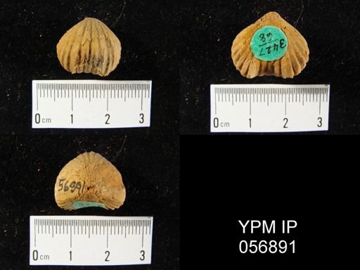Uncinulus sp.
