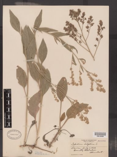 Lepidium latifolium