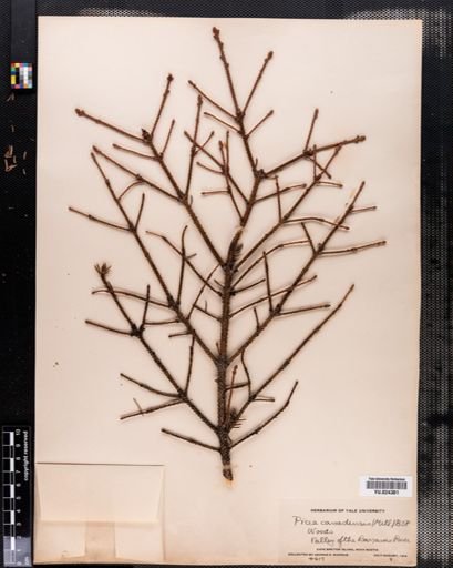 Picea glauca