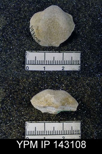 Productus (Waagenoconcha) humboldti