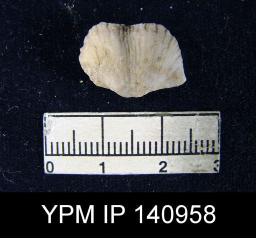 Chonetes (Waagenites) squamulifera