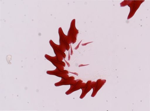 Flabellina salmonacea