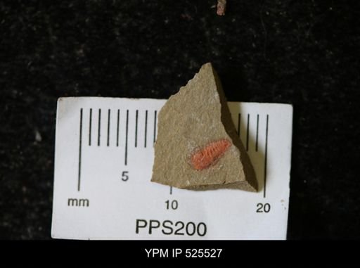 undet. Synziphosurina