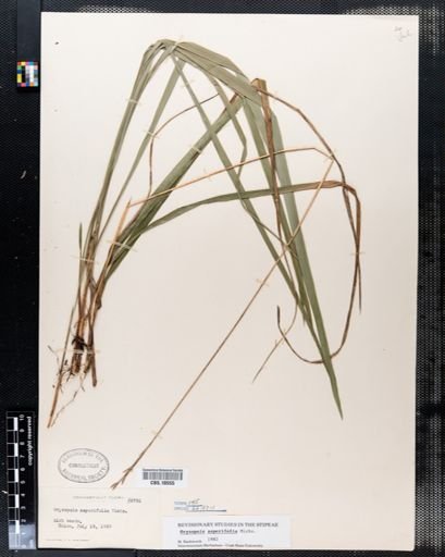 Oryzopsis asperifolia