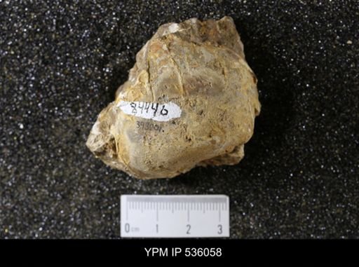 Physa sp.