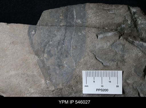 Pterygotus sp.