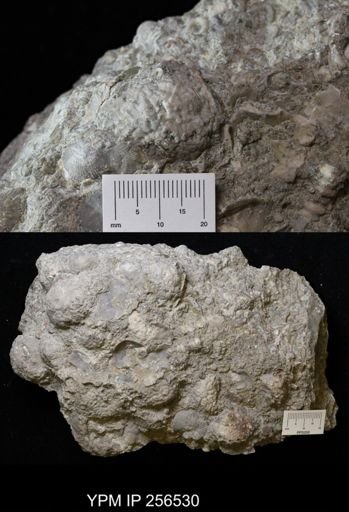 Dolatocrinus asterias