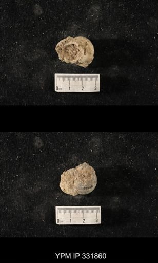 Cyclonema sp.