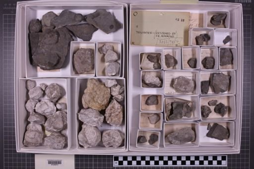 mixed taxa, stratigraphic collection