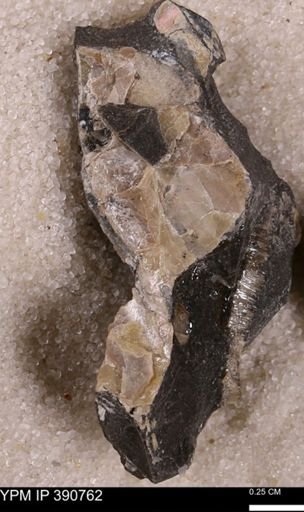 Mollusca