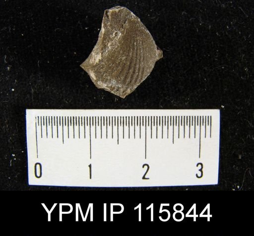 Hustedia microplicata?