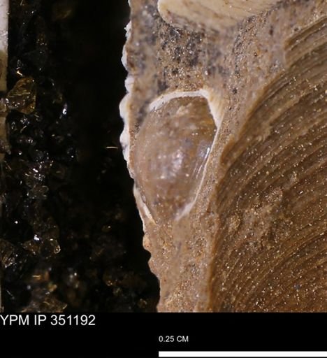 undet. Bivalvia