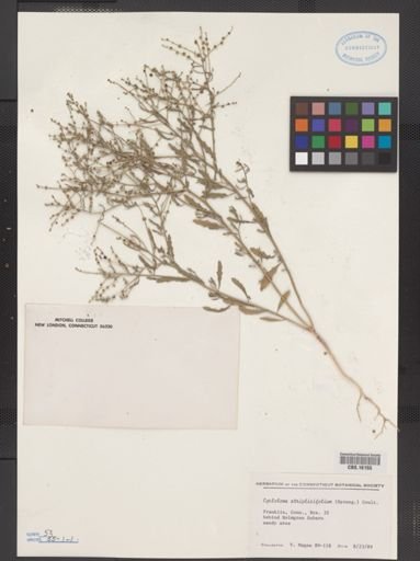 Cycloloma atriplicifolium