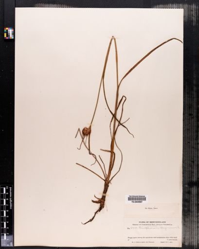 Eriophorum virginicum