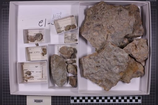 mixed taxa, stratigraphic collection