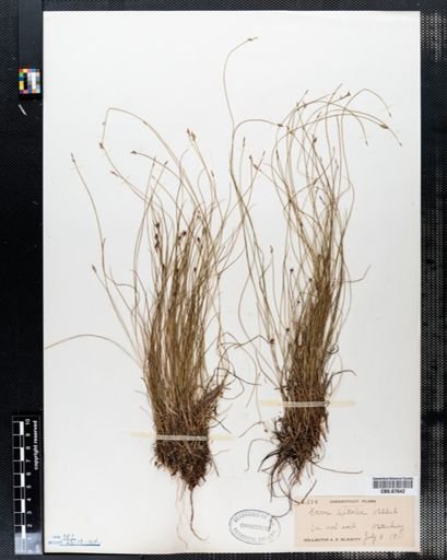 Carex leptalea