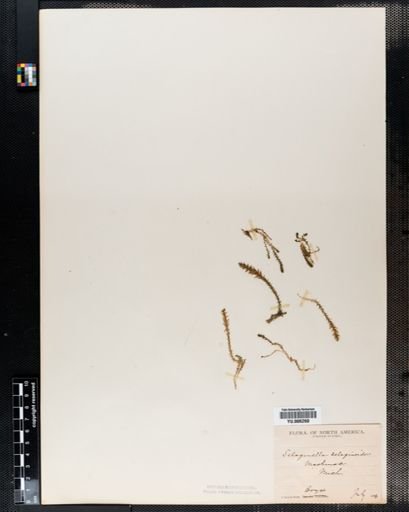 Selaginella selaginoides