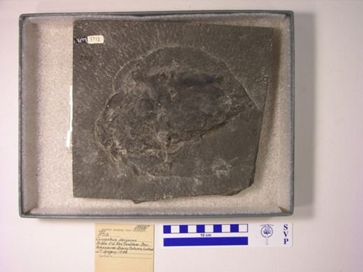 Coccosteus decipiens