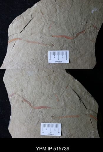 undet. Annelida