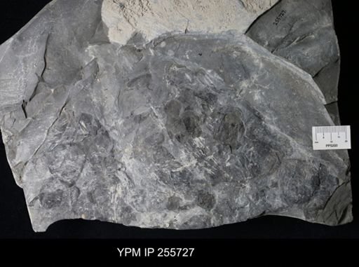 Hughmilleria sp.