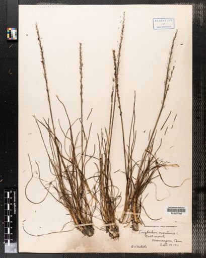 Triglochin maritima