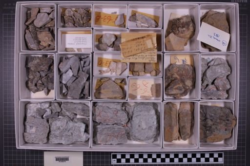 mixed taxa, stratigraphic collection