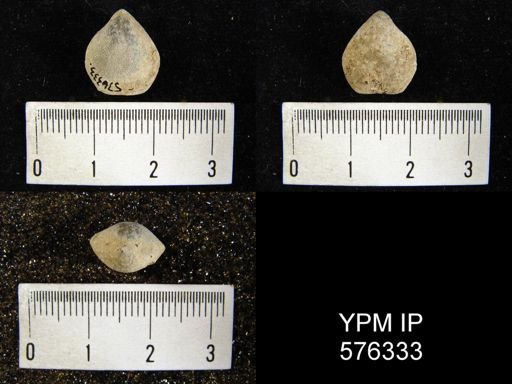 undet. Athyridoidea