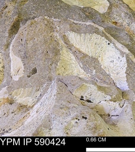 Protocardia?