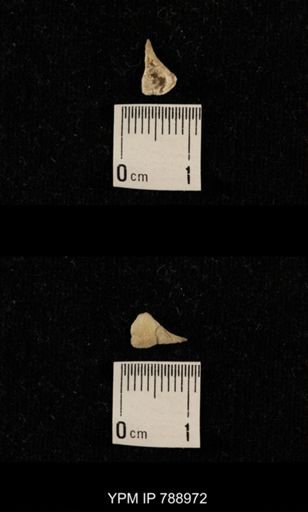 undet. Brachiopoda
