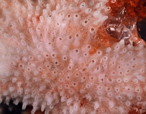 Parasmittina nr. serrula