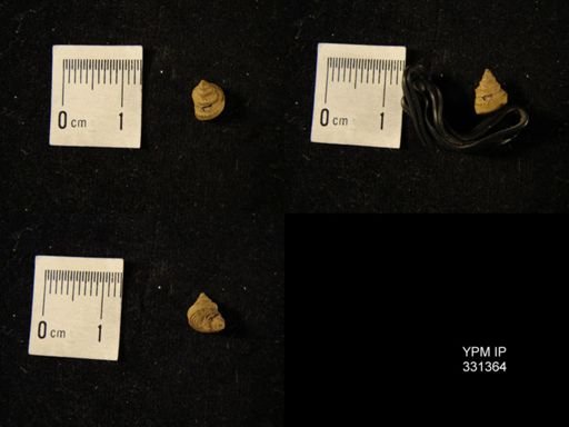 Phymatopleura nr. nodosa